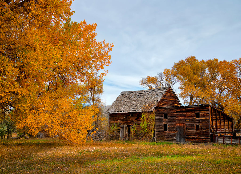 Bridger Montana Sheds