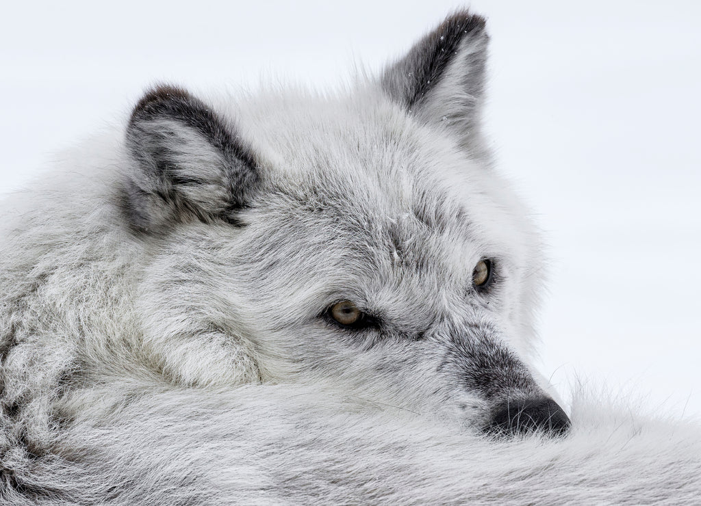 Gray Wolf, Wolf Discovery Center, West Yellowstone, Montana