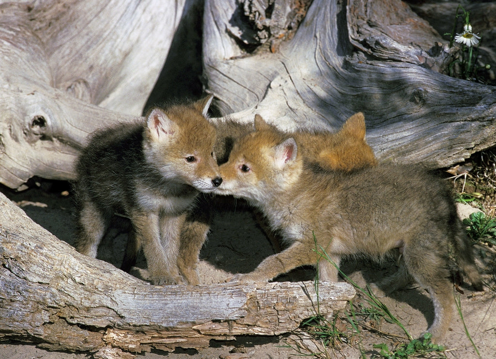 Coyote, canis latrans, Pup, Montana