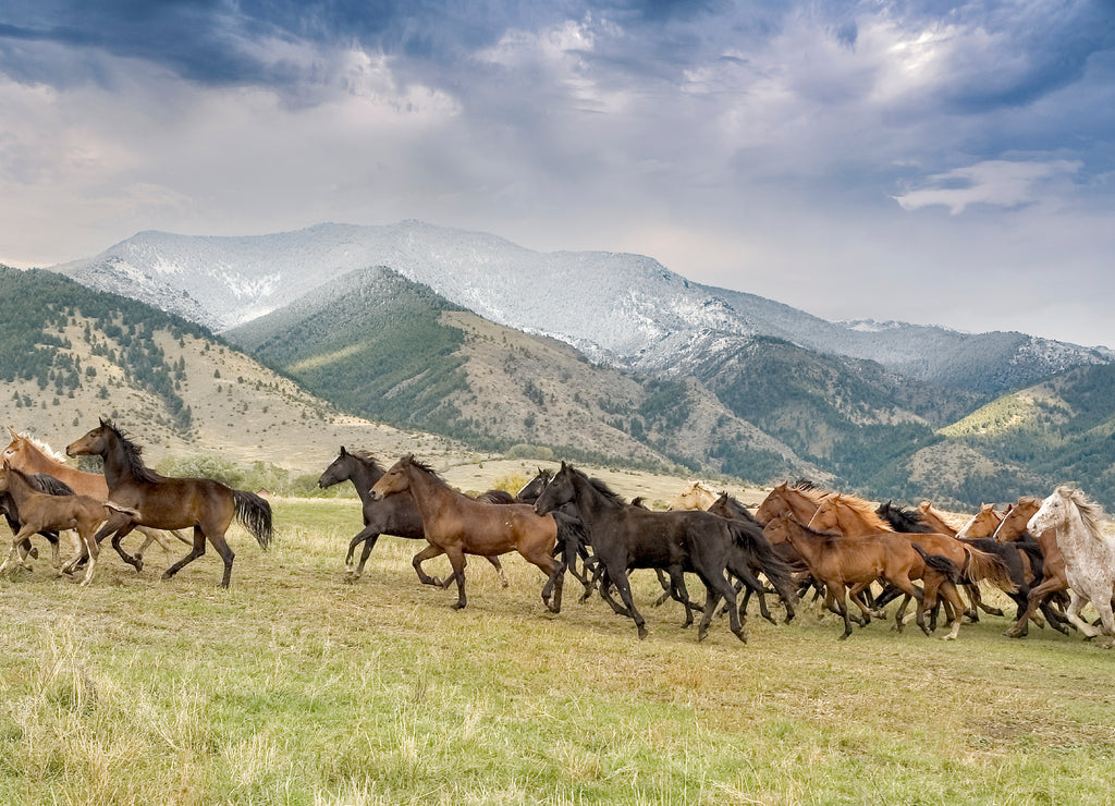 Wild horse stampede, Montana