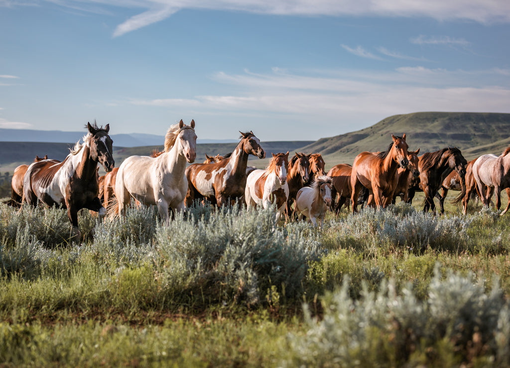 galloping horse herd in Montana