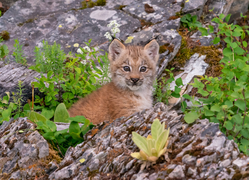 Canadian Lynx cubs playing in the grass in Montana