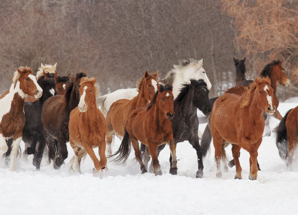 Winter horse roundup, Kalispell, Montana