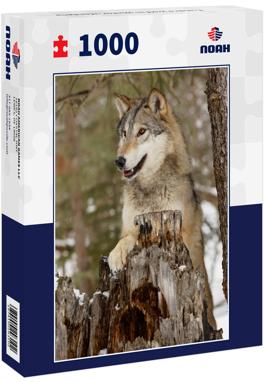 Tundra wolf in winter, Montana