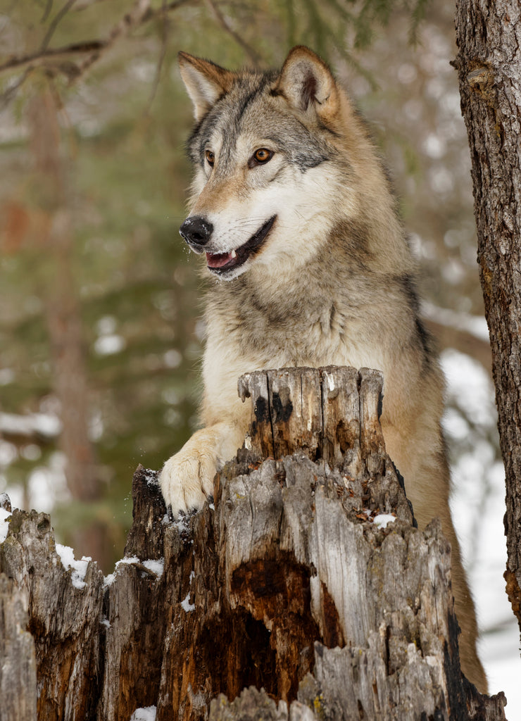 Tundra wolf in winter, Montana