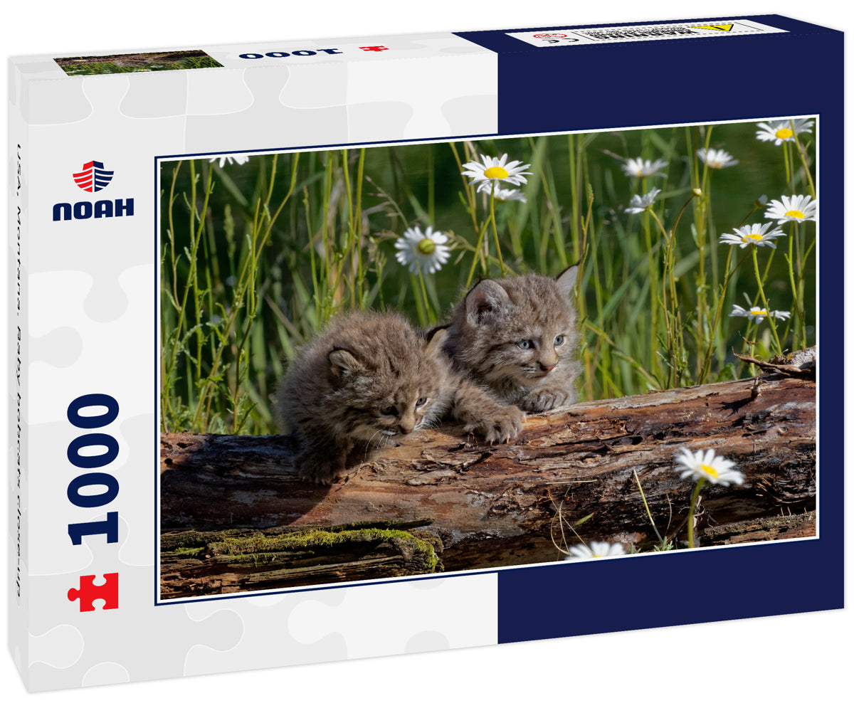 USA, Montana. Baby bobcats close-up