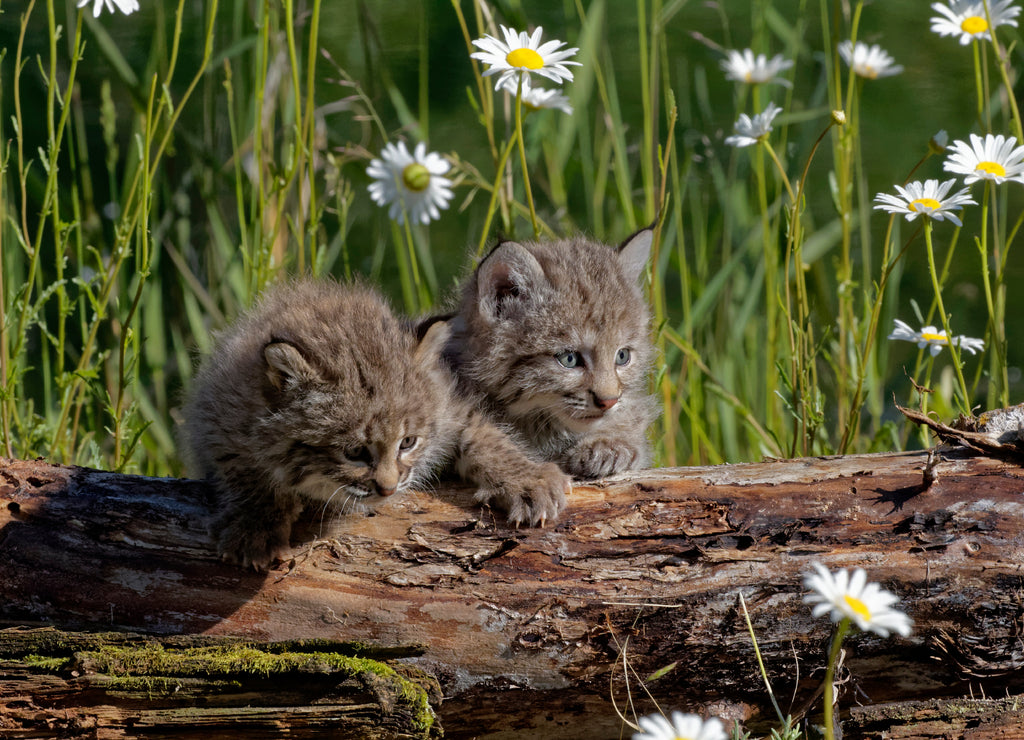 USA, Montana. Baby bobcats close-up