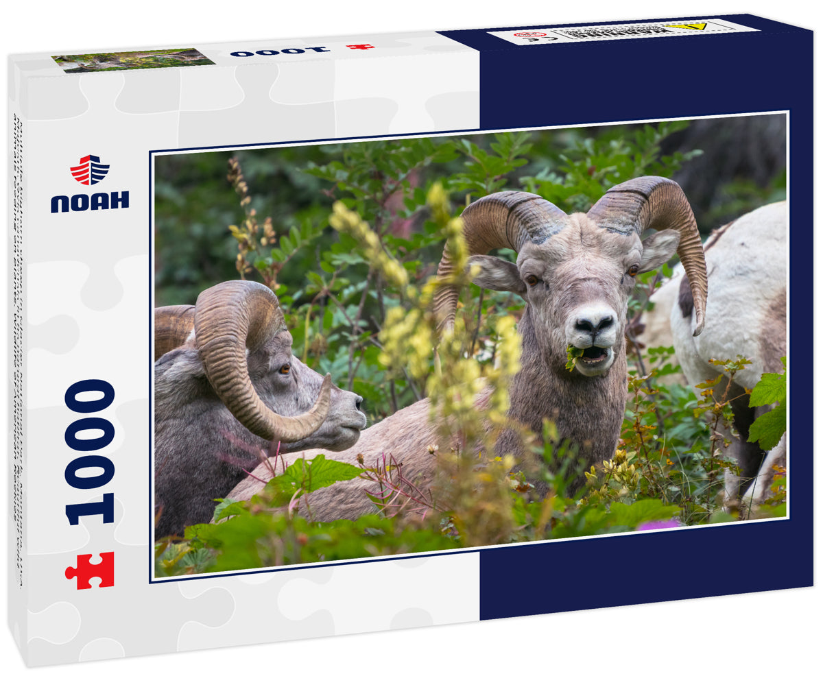 Multiple bighorn sheep in Glacier National Park, Montana, USA. Majestic Ovis canadensis in its natural habitat. Beautiful wild animals feeding on plants. Wildlife of American Rockies