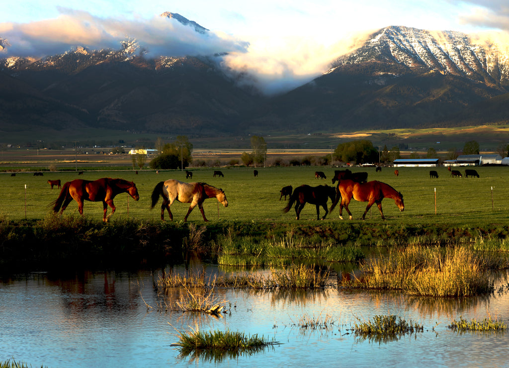 Horses in a meadow in the shadow of Bridger Mountains near Spain Bridge, Belgrade, Montana