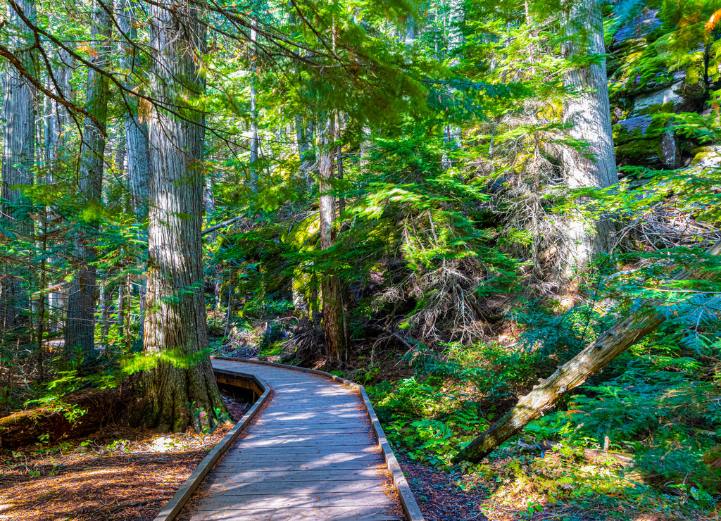 Boardwalk Through Red Cedar Forest on The Trail of the Cedars Trail, Glacier National Park, Montana, USA