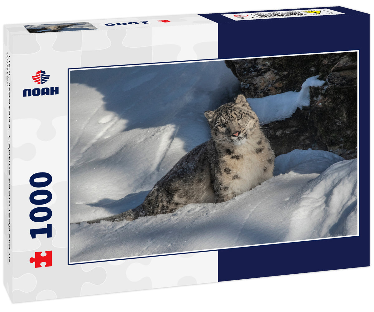 USA, Montana. Captive snow leopard in winter