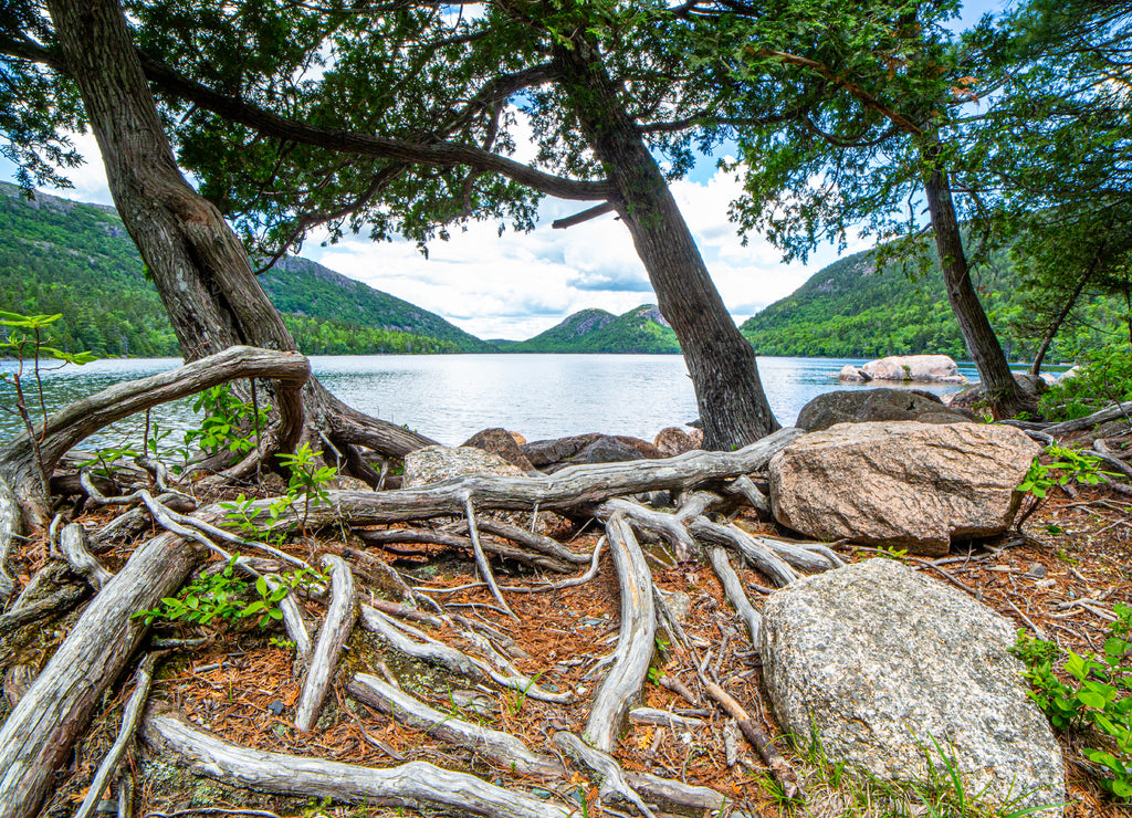 Roots and rocks beside Jordan Pond in Acadia National Park, Maine