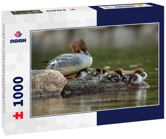 Merganser with chicks in a duck pond, Acadia National Park, Maine USA