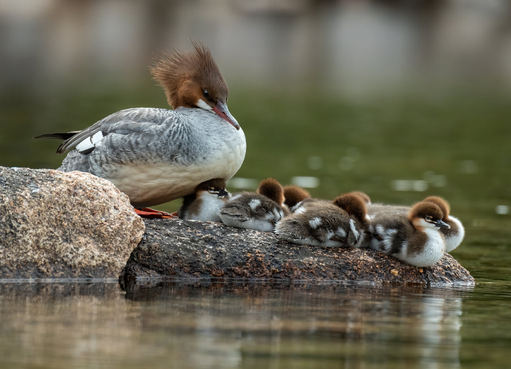 Merganser with chicks in a duck pond, Acadia National Park, Maine USA