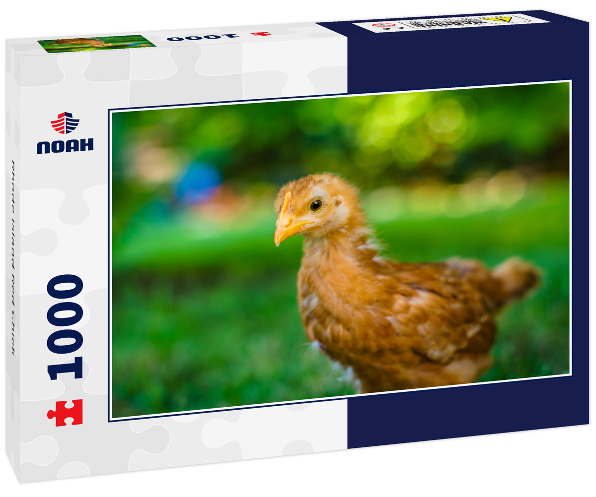 Rhode Island Red Chick