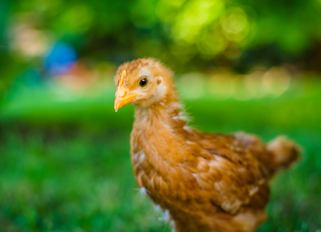 Rhode Island Red Chick