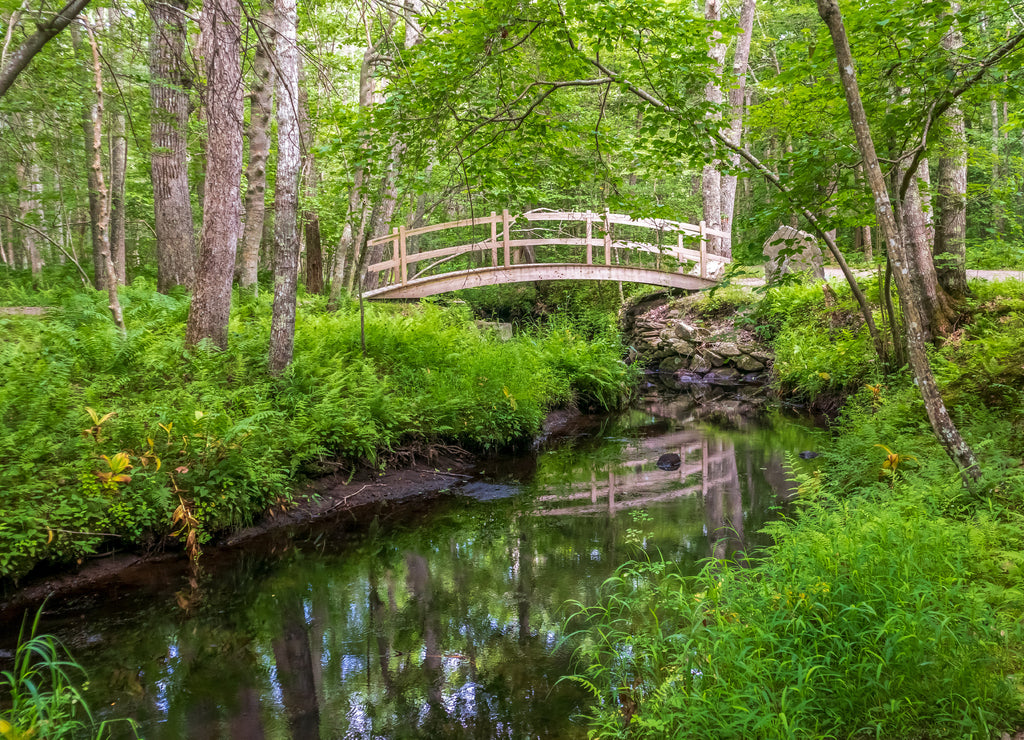 Scenic summer landscape in Wilbour Woods, Rhode Island