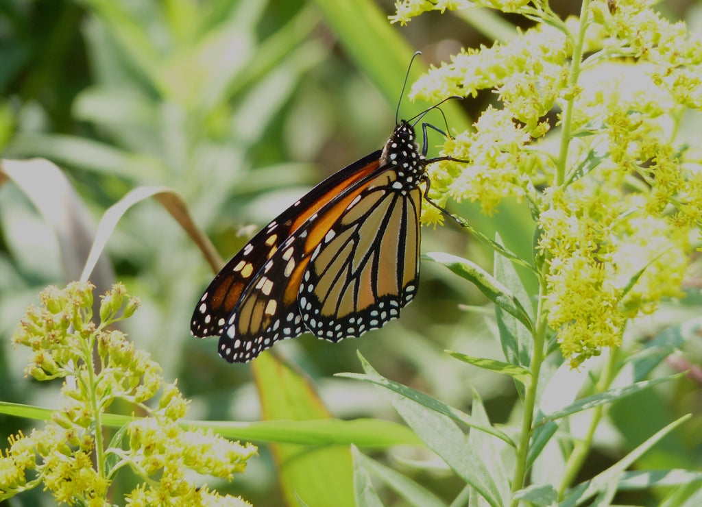 Monarch butterfly, Rhode Island, USA