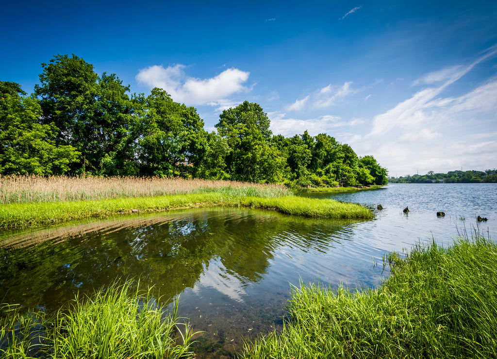 Grasses and trees along the Seekonk River, in Providence, Rhode Island