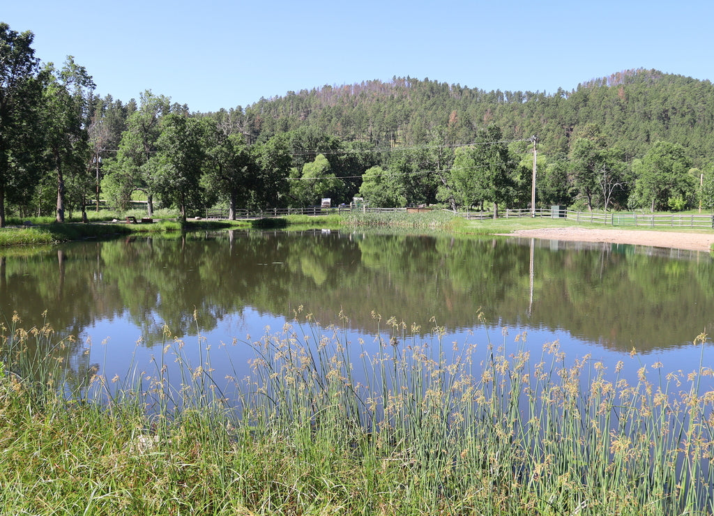 Custer state park in South Dakota