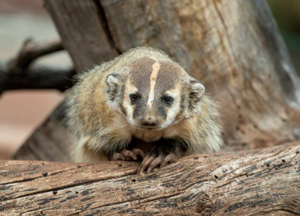 American Badger taken in south dakota