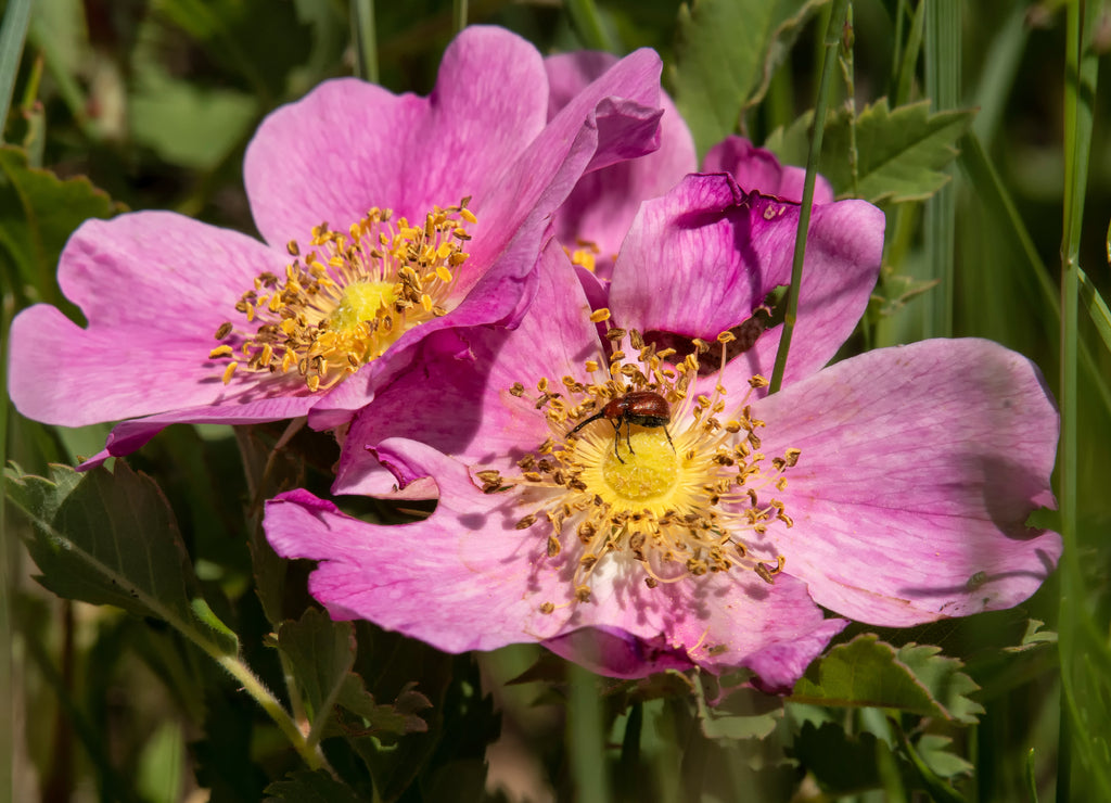 Prairie rose blooming on Great Plains; Custer SP; South Dakota