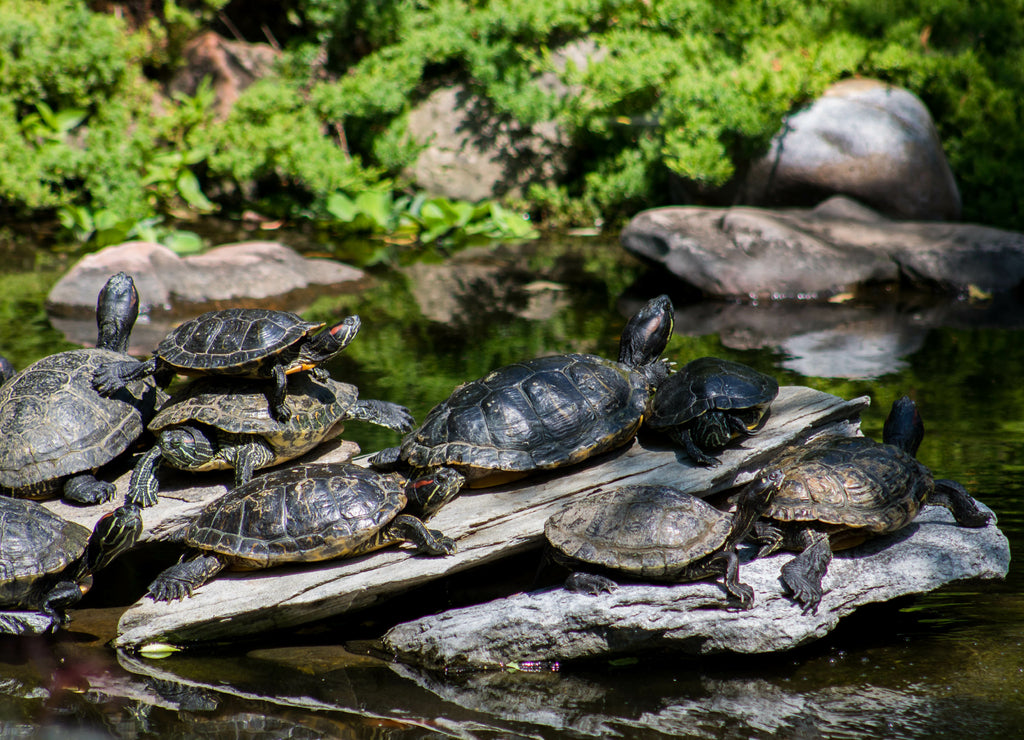 Photo of turtles taken at Reptile Gardens. Rapid City, South Dakota / United States