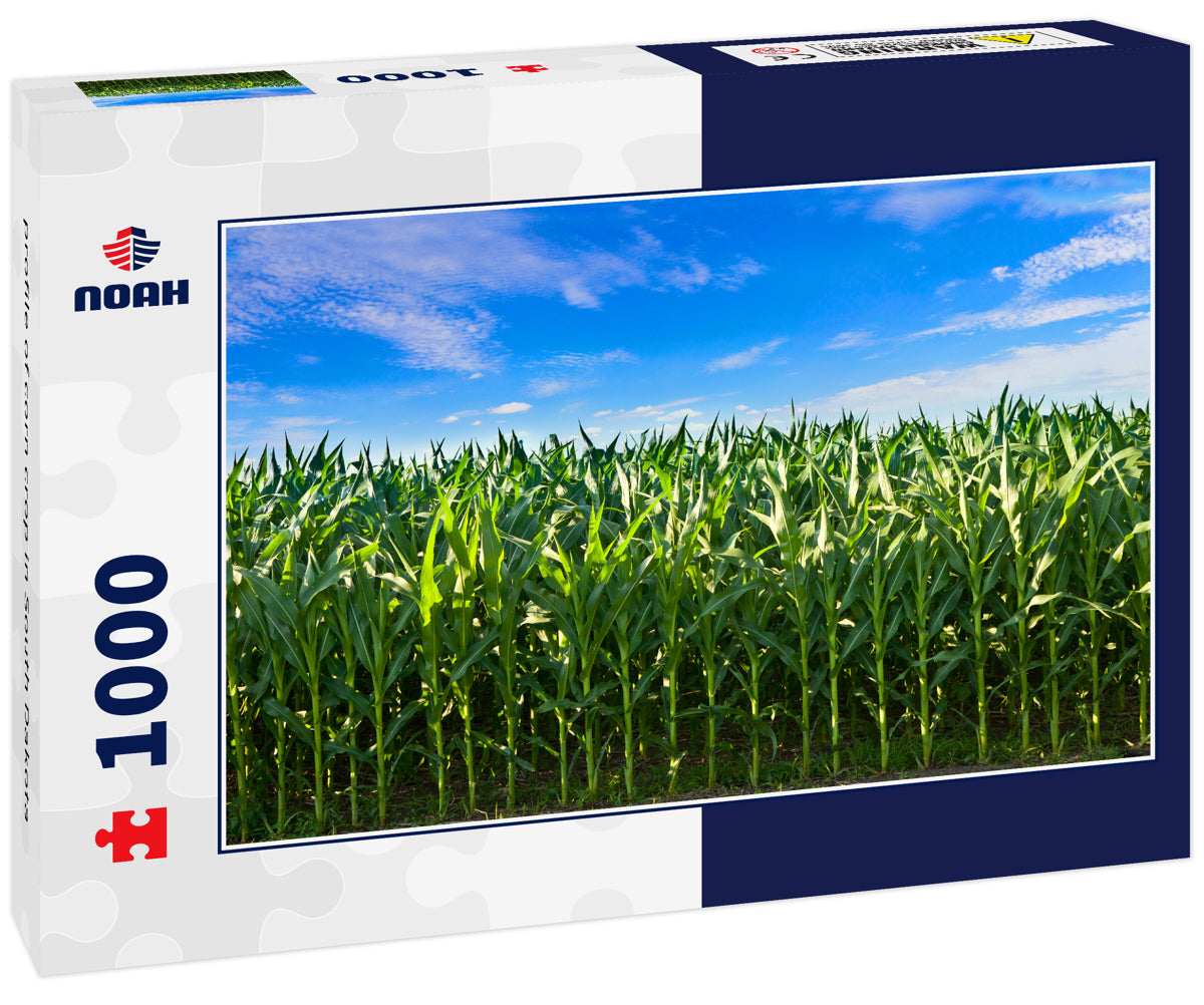 profile of corn crop in South Dakota