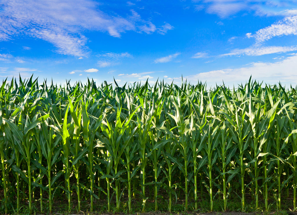 profile of corn crop in South Dakota
