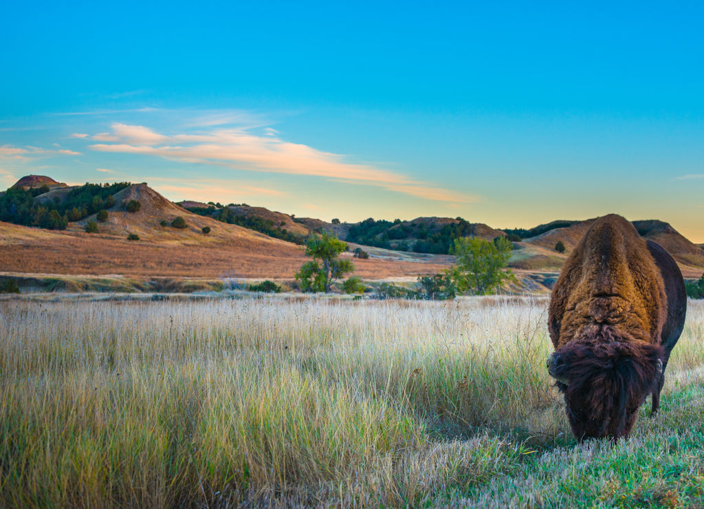 Badlands Bison, South Dakota