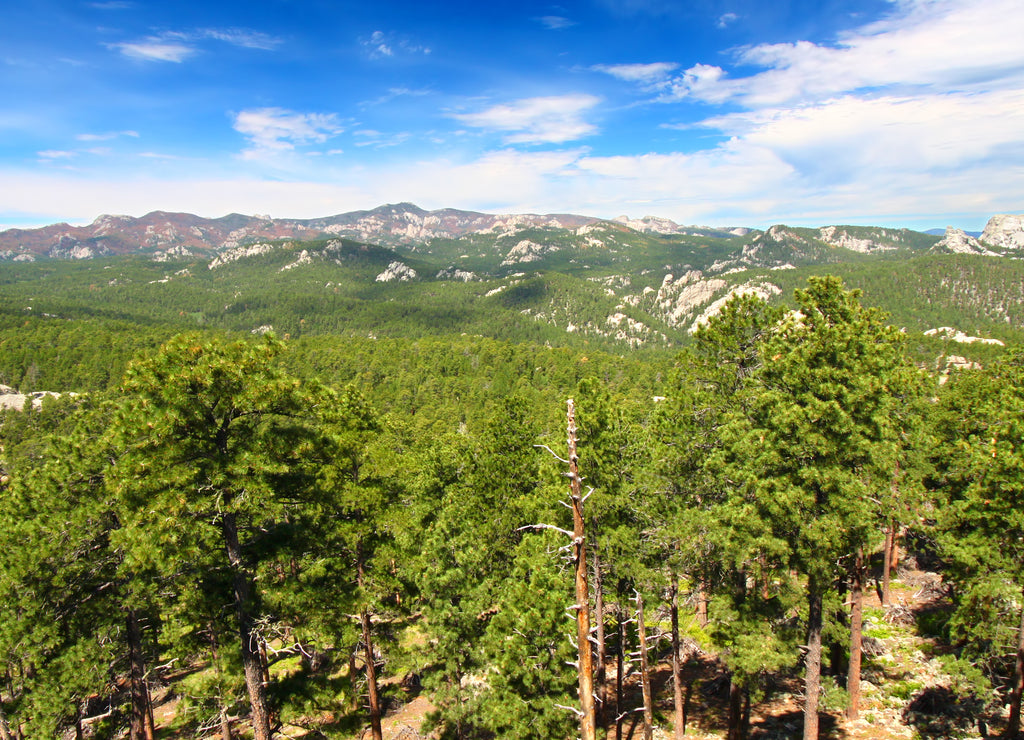 Black Hills National Forest Panoramic, South Dakota