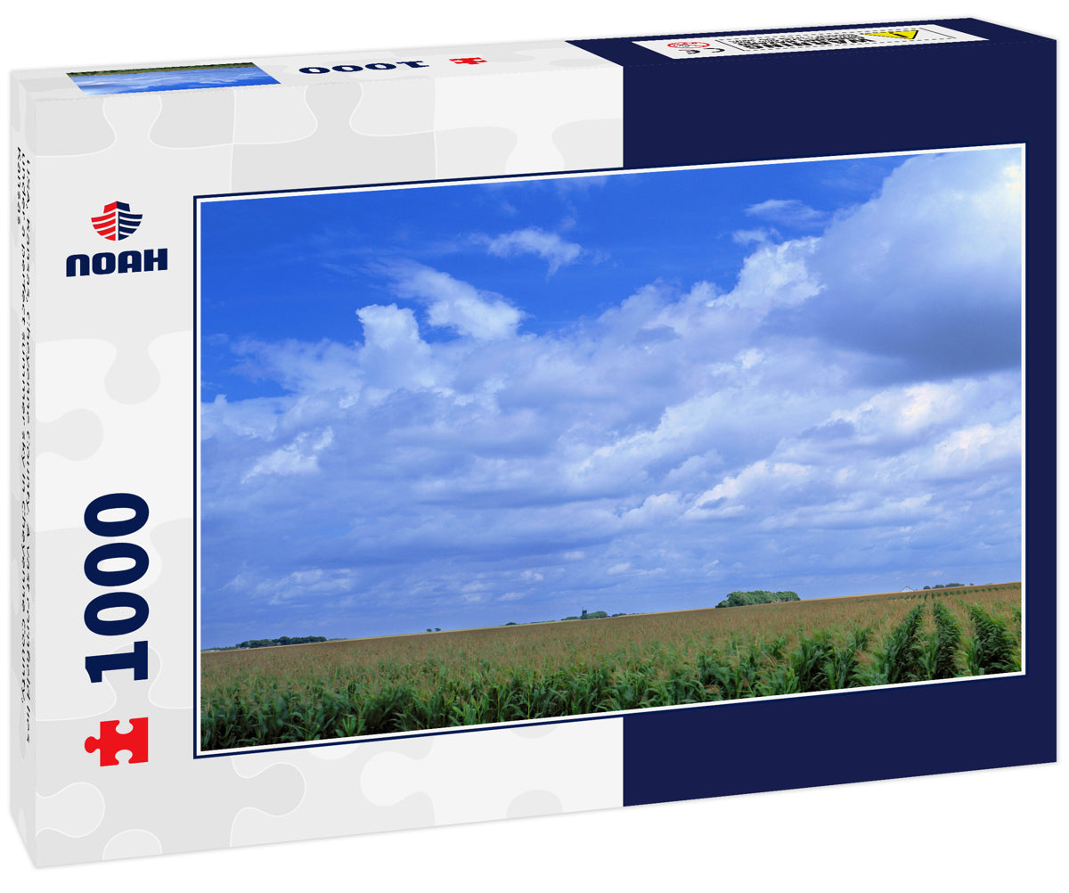 USA, Kansas, Cheyenne County. A vast cornfield lies under a perfect summer sky in Cheyenne County, Kansas