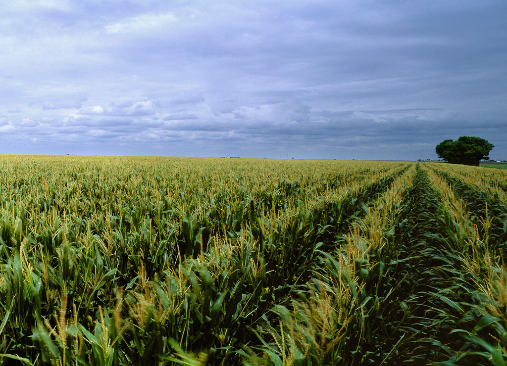 USA, Kansas, Cheyenne County. Cornfields stretch as far as the eye can see in Cheyenne County, Kansas
