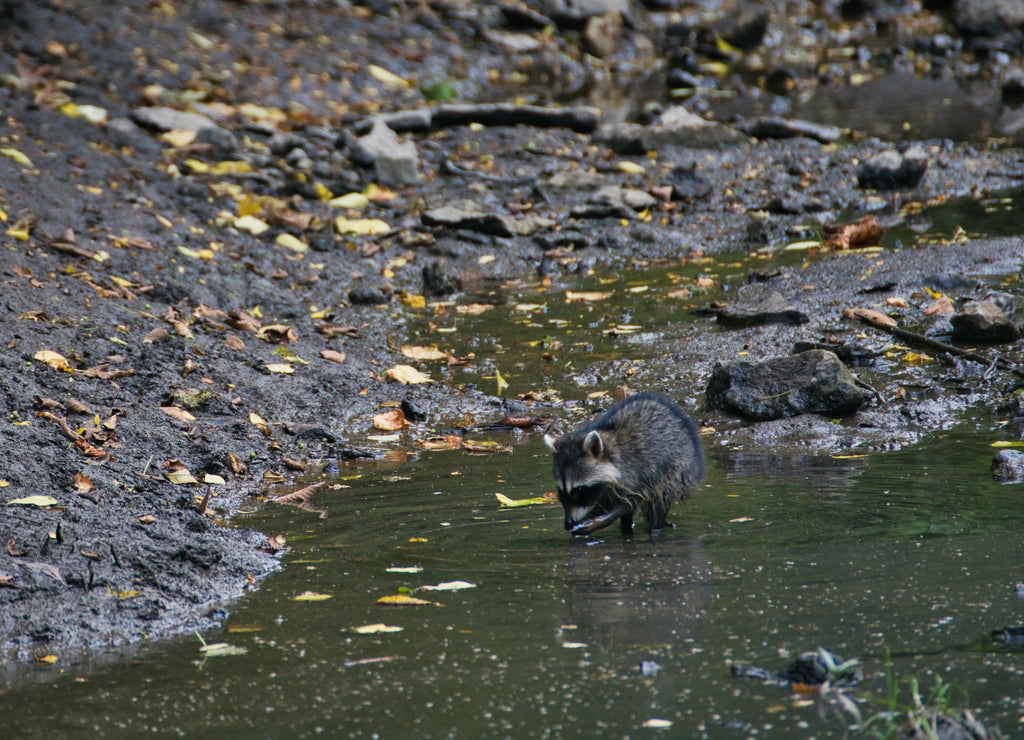 Raccoon on a dirty coast in Prairie Nature Center, Olathe, Kansas