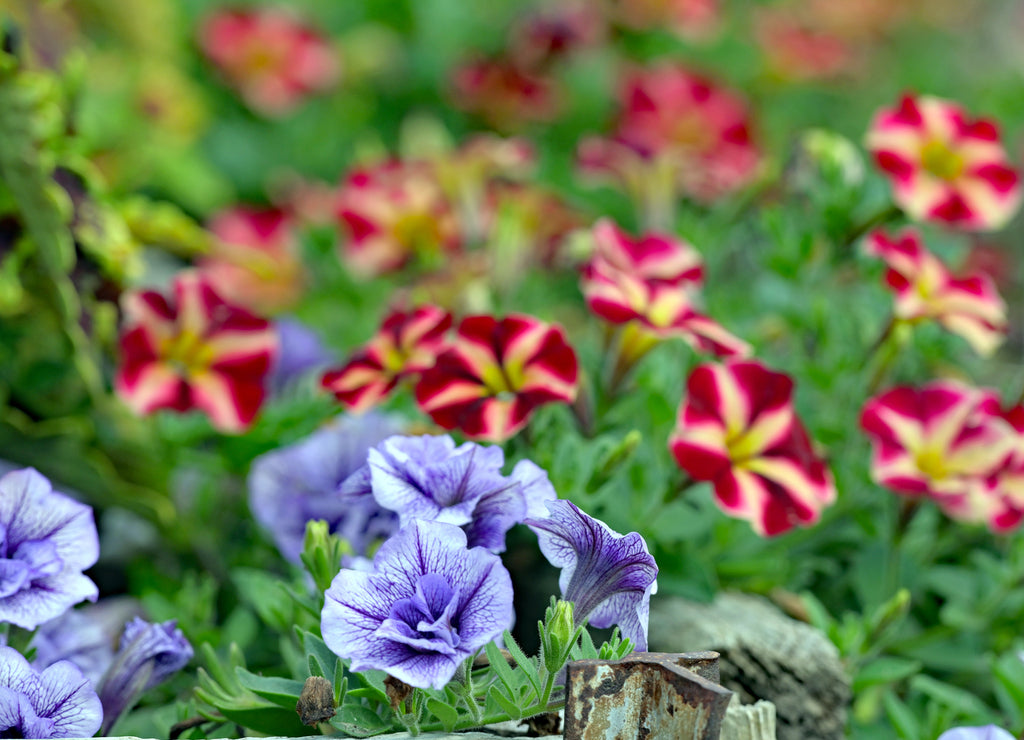 Flower garden at the Lyon County Kansas Fairgrounds grounds