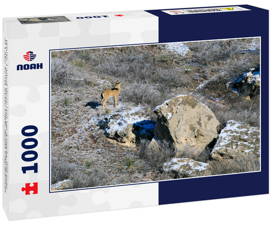 White Tailed deer run up a rocky hill side at Lake Scott State Park, Scott City Kansas