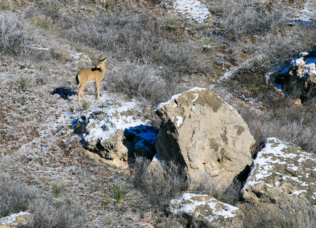 White Tailed deer run up a rocky hill side at Lake Scott State Park, Scott City Kansas