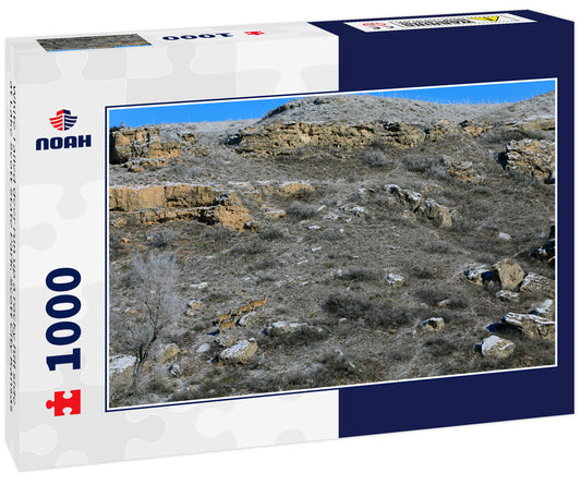 White Tailed deer run up a rocky hill side at Lake Scott State Park, Scott City Kansas