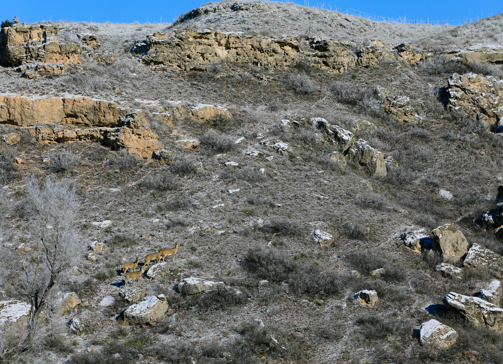White Tailed deer run up a rocky hill side at Lake Scott State Park, Scott City Kansas