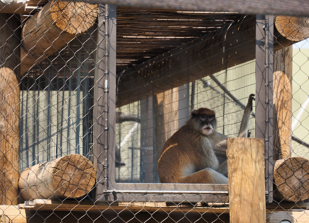 Monkey in a cage in Topeka Zoo, Kansas, United States