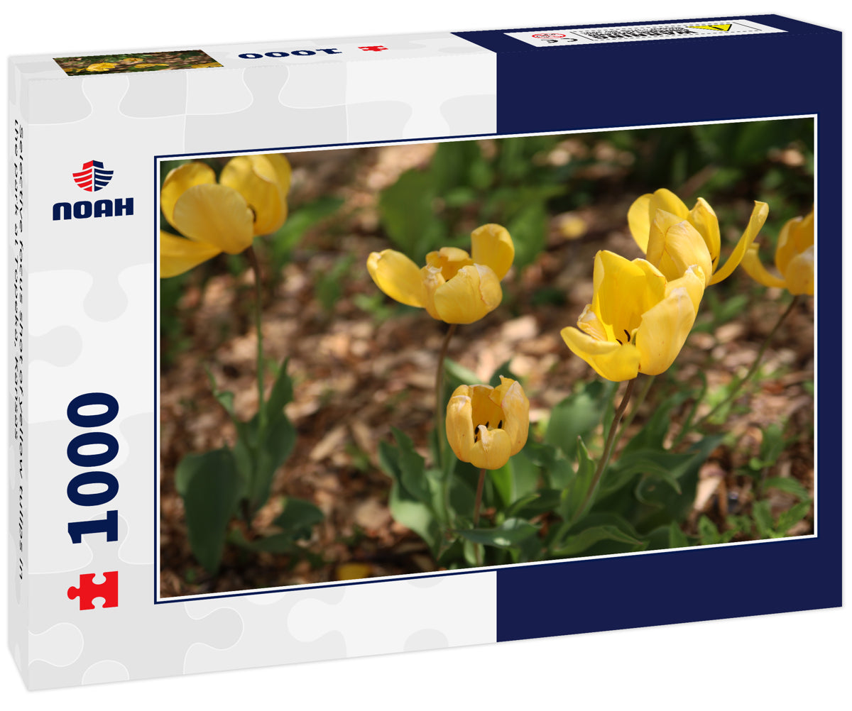 Selective focus shot of yellow tulips in the park at Topeka, Kansas