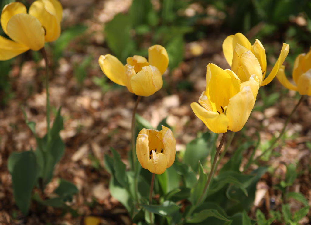 Selective focus shot of yellow tulips in the park at Topeka, Kansas