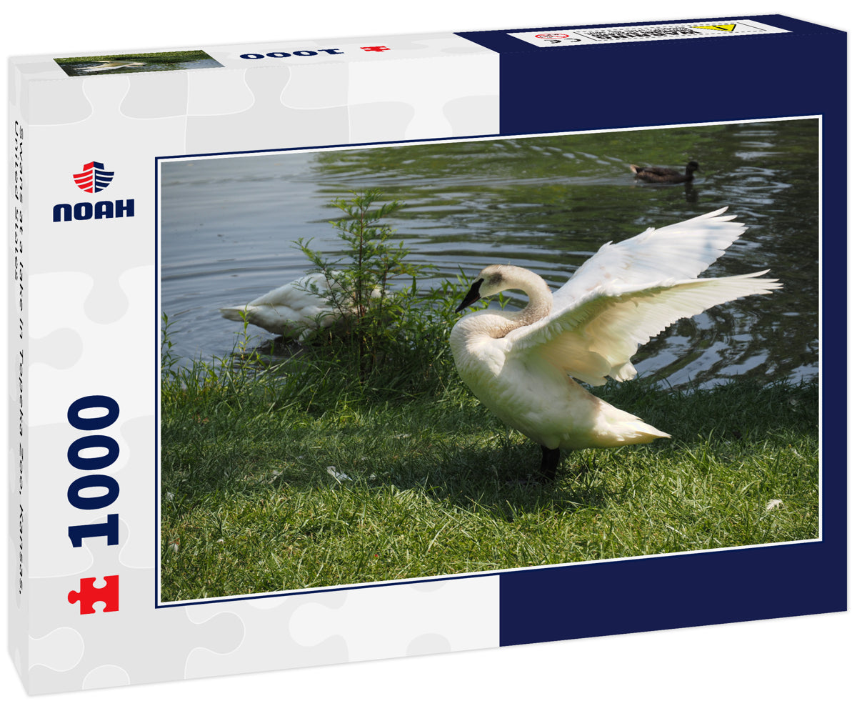 Swans at a lake in Topeka Zoo, Kansas, United States