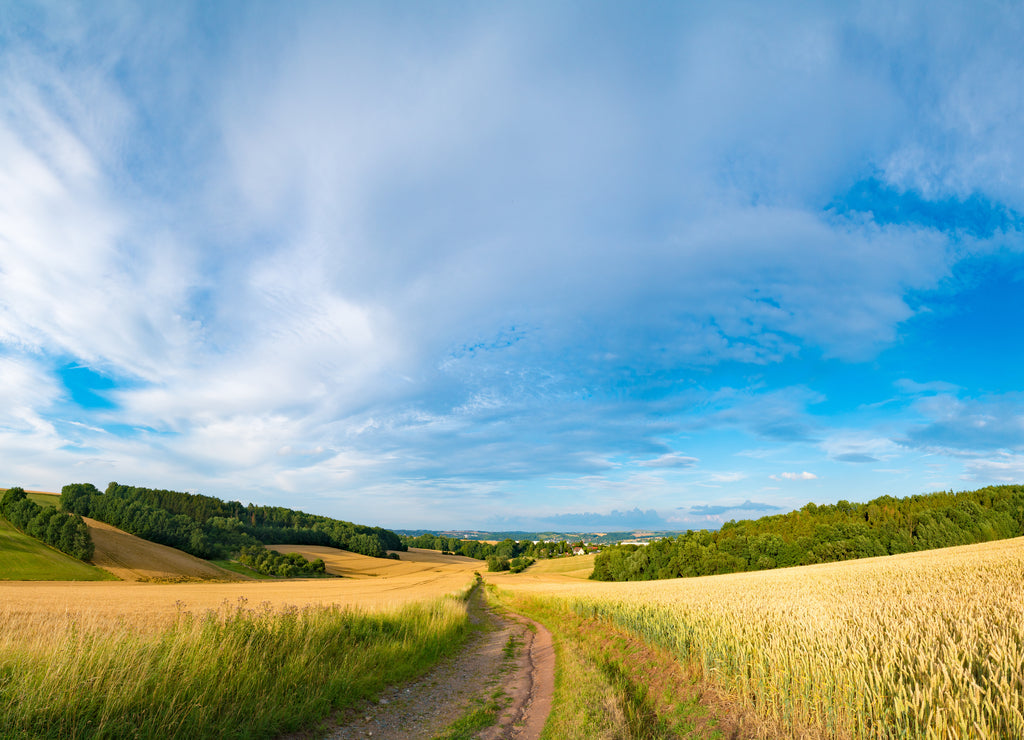 Panorama of wheat field in the morning in Kansas