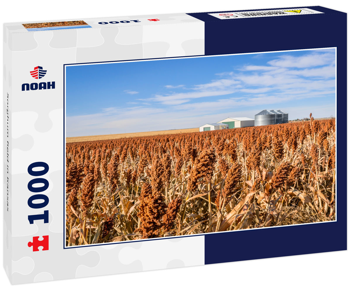 Sorghum field in Kansas