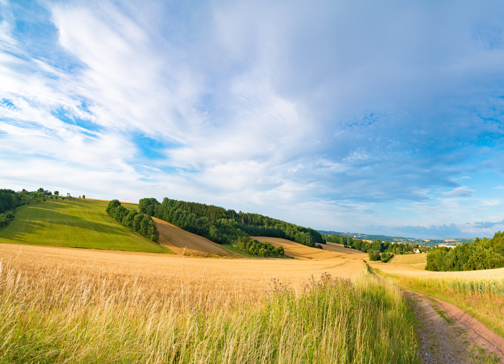 Panorama of wheat field in the morning in Kansas
