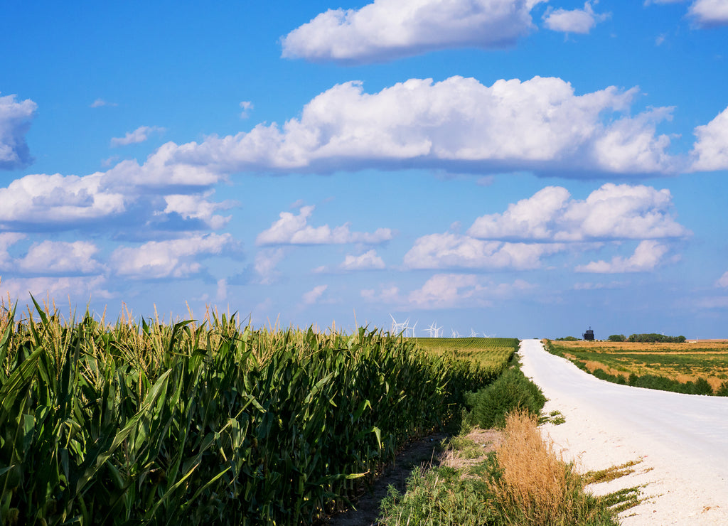 Kansas Corn Field Drive