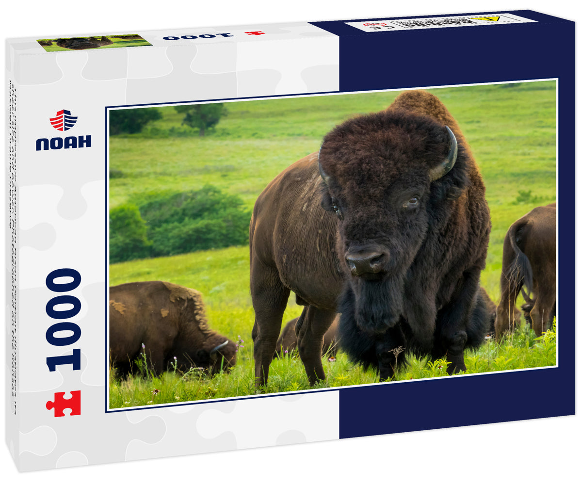 This impressive American Bison Portrait illustrates its sheer size and power. Photographed on the Kansas Maxwell Prairie Preserve