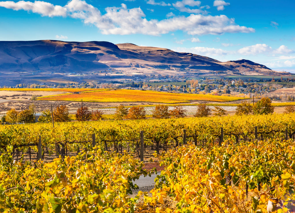 Yellow Leaves Vines Rows Grapes Fall Vineyards Red Mountain Benton City Washington