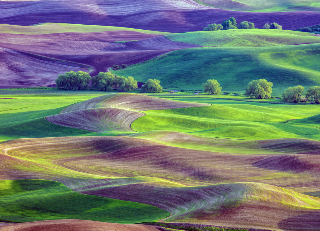 Rolling hills of farmland of Palouse region of Washington State America from Steptoe Butte